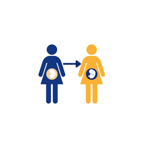 embryo donation